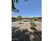 Large backyard with rock landscaping, young shade trees, and a covered patio seating area at 7551 W Darrel Rd, Laveen, AZ 85339