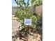 Close-up of a healthy tangerine tree planted in the backyard with rock landscaping at 7551 W Darrel Rd, Laveen, AZ 85339