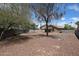 Large backyard showcasing desert landscaping, mature trees, and a block fence for maximum privacy at 20802 N 7Th Pl, Phoenix, AZ 85024