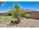 View of a well-kept backyard with several trees and a brick wall at 38125 W Santa Clara Ave, Maricopa, AZ 85138