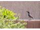 A quail on the wall enjoys the peaceful atmosphere of the community at 17192 W Hermosa Dr, Surprise, AZ 85387