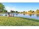 A beautiful neighborhood pond features a park bench and lush grassy areas at 4493 E Desert Sands Dr, Chandler, AZ 85249