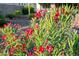 Lush backyard featuring vibrant red flowers, complemented by a well-maintained landscape design at 3020 N 165Th Ave, Goodyear, AZ 85395