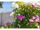 Close-up view of vibrant bougainvillea flowers in white and pink colors adding beauty and charm at 4711 S Los Feliz Dr, Tempe, AZ 85282