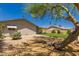 Backyard with green grass and unique mesquite tree at 1115 E Carter Dr, Tempe, AZ 85282