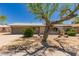 Charming single-story home with well-manicured front yard and desert landscaping featuring a unique tree at 1115 E Carter Dr, Tempe, AZ 85282