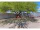 Backyard scene featuring a large shade tree with seating area surrounded by desert landscaping at 2028 W Alice Ave, Phoenix, AZ 85021