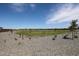 Expansive community greenspace with walking paths and young trees at 281 W Flax Dr, San Tan Valley, AZ 85140