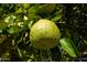 A vibrant green citrus fruit hangs among lush leaves in this close-up at 3824 W Carol Ave, Phoenix, AZ 85051