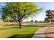 Beautiful view of pond and green space, complemented by a mature tree and neighborhood homes at 3002 S Marigold Pl, Chandler, AZ 85248