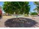 Backyard view of a fenced pool area and mature shade trees at 8907 N 85Th Way, Scottsdale, AZ 85258