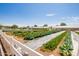 Vibrant community garden with various rows of crops and greenhouse structures for fresh produce at 9764 E Radioactive Dr, Mesa, AZ 85212