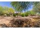 Lush backyard featuring mature trees and shrubs at 14619 E Desert Vista Trl, Scottsdale, AZ 85262