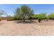 Expansive backyard featuring gravel landscaping and mature mesquite trees at 14619 E Desert Vista Trl, Scottsdale, AZ 85262