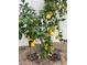 A dwarf lemon tree laden with ripe yellow lemons growing in a residential yard at 12821 N 67Th St, Scottsdale, AZ 85254