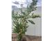 A beautiful orange tree is covered in bright fruit; great addition to any yard at 12821 N 67Th St, Scottsdale, AZ 85254
