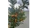 A full, healthy orange tree, heavy with ripe oranges, ready for harvest at 12821 N 67Th St, Scottsdale, AZ 85254