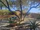Tranquil backyard featuring mature trees, lush greenery, and a cozy seating area, perfect for outdoor relaxation at 6858 W Potter Dr, Glendale, AZ 85308