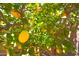 Close-up view of a citrus tree with bright yellow lemons ready for picking at 280 W Sheffield Ave, Gilbert, AZ 85233