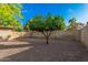 A mature tree is centered in this gravel backyard, surrounded by a block wall and clear blue sky at 3710 E Mercer Ln, Phoenix, AZ 85028