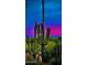 Majestic saguaro cactus against a vibrant sunset sky, capturing the essence of the desert landscape at 8526 E Hackamore Dr, Scottsdale, AZ 85255