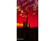 Striking silhouette of saguaro cactus against a fiery sunset, highlighting the beauty of the Arizona desert at 8526 E Hackamore Dr, Scottsdale, AZ 85255