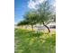 Picturesque backyard view with lush green grass, mature trees, and a grazing white horse at 15602 N 37Th St, Phoenix, AZ 85032