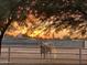 White horse standing in a fenced paddock at sunset at 15602 N 37Th St, Phoenix, AZ 85032