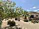 Well maintained desert landscaped front yard with mature trees at 19537 E Thornton Rd, Queen Creek, AZ 85142