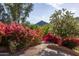 Vibrant bougainvillea and lush trees line a path in a beautifully landscaped yard, creating a colorful entry at 8031 N 54Th St, Paradise Valley, AZ 85253