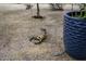 Desert landscaped backyard features metal scorpion statue and potted plant at 2751 N Ralston Rd, Maricopa, AZ 85139