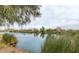 Relaxing view of community pond with trees and green reeds, perfect for enjoying nature at 1950 E Dust Devil Dr, San Tan Valley, AZ 85143