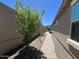 Cozy backyard featuring a walkway, neutral-toned walls, and a mature tree at 10743 W Bronco Trl, Peoria, AZ 85383