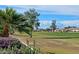 Lush green backyard with palm trees, flowering bushes, and views of surrounding neighborhood at 11342 E Laguna Azul Cir, Mesa, AZ 85209