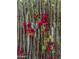 Detail of the exterior wooden gate with red flowering plants and unique desert foliage at 4747 E Arroyo Verde Dr, Paradise Valley, AZ 85253