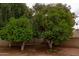 View of citrus trees laden with fruit, adding a vibrant and edible element to the landscape at 4107 E Fairview Cir, Mesa, AZ 85206