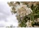 Close-up of flowers with delicate white petals and green leaves in a bright, outdoor setting at 4107 E Fairview Cir, Mesa, AZ 85206