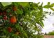 An orange tree with bright green leaves and vibrant oranges creates a fresh atmosphere at 4107 E Fairview Cir, Mesa, AZ 85206