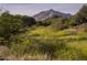 Picturesque landscape with lush foliage and mountain views at 24000 S 218Th Pl, Queen Creek, AZ 85142