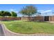 Lush backyard with green lawn, mature tree and brick perimeter at 540 W La Donna Dr, Tempe, AZ 85283