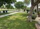 Well-maintained front yard features lush green grass and mature trees at 3677 E Park Ave, Gilbert, AZ 85234