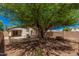 Private backyard featuring mature trees and desert rock landscaping for a relaxing outdoor experience at 40329 W Thornberry Ln, Maricopa, AZ 85138