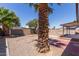 Lush backyard with a mature palm tree, desert landscaping, and a covered patio, creating a private oasis at 10610 W Diana Ave, Peoria, AZ 85345