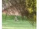 Rare view of a coyote on a green backyard, surrounded by desert landscaping at 5023 S Dusty Coyote Trl, Gold Canyon, AZ 85118