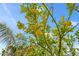 Lush lemon tree, loaded with ripe fruit, set against a beautiful, bright blue sky at 26633 N 41St Way, Cave Creek, AZ 85331