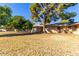 Expansive backyard featuring well-maintained grass, mature trees, and a view of the rear of the home at 13823 N 99Th Dr, Sun City, AZ 85351