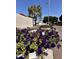 Community street featuring vibrant purple and white flowers in a decorative planter at 6845 W Caron Dr, Peoria, AZ 85345