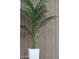 Stylish decor featuring a green palm tree, enhancing the contemporary design of the house at 2313 N 66Th St, Scottsdale, AZ 85257
