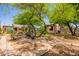 Backyard featuring a large tree, landscaping, and a winding pathway at 3247 E Sheridan St, Phoenix, AZ 85008
