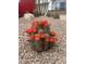 View of cactus with red flowers and surrounding landscaping at 7590 W Firebird Dr, Glendale, AZ 85308